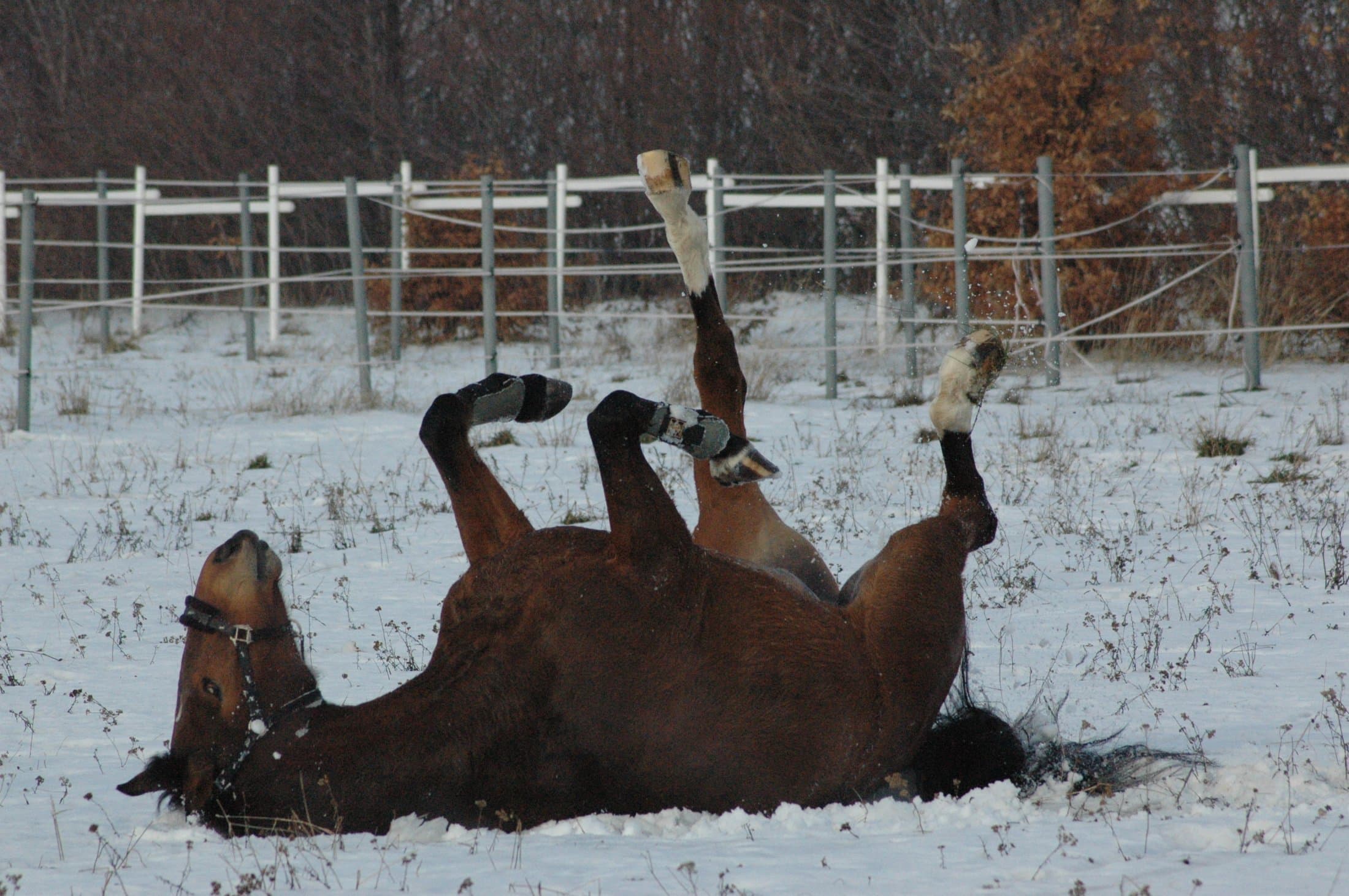Reitsportzentrum Pannonia