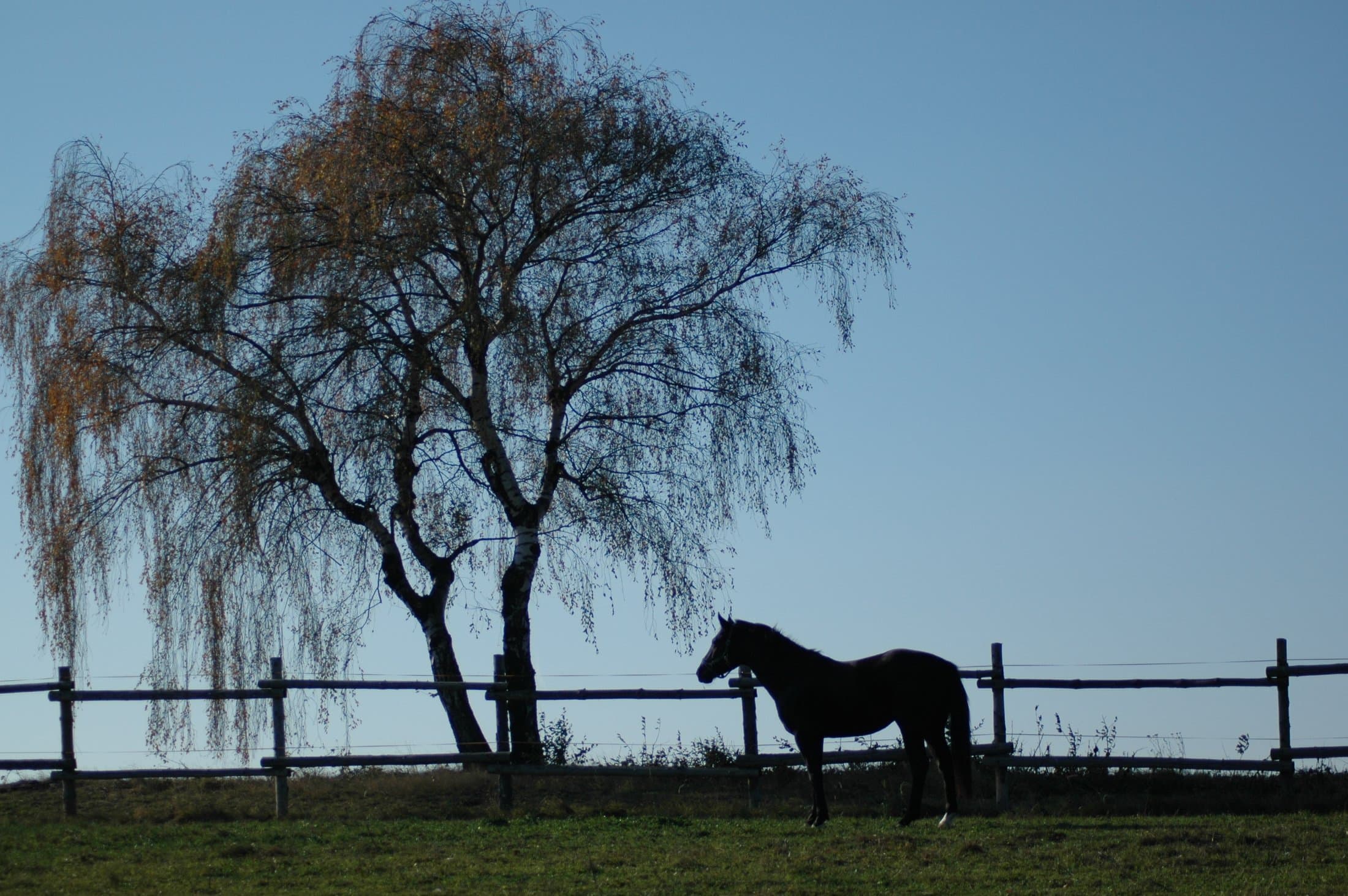 Reitsportzentrum Pannonia